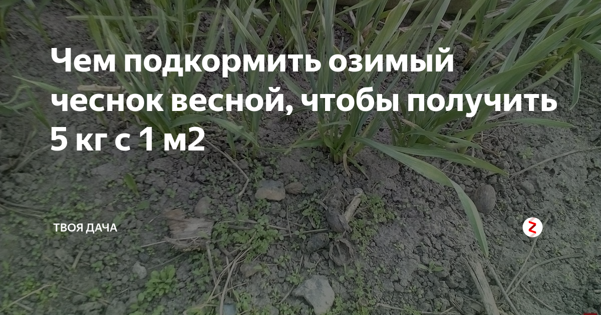 Можно ли подкормить весной чеснок аммиачной селитрой. Чем подкормить чеснок весной. чем подкормить чеснок весной после зимы. когда подкормить озимый чеснок весной. подкормка чеснока ранней весной.