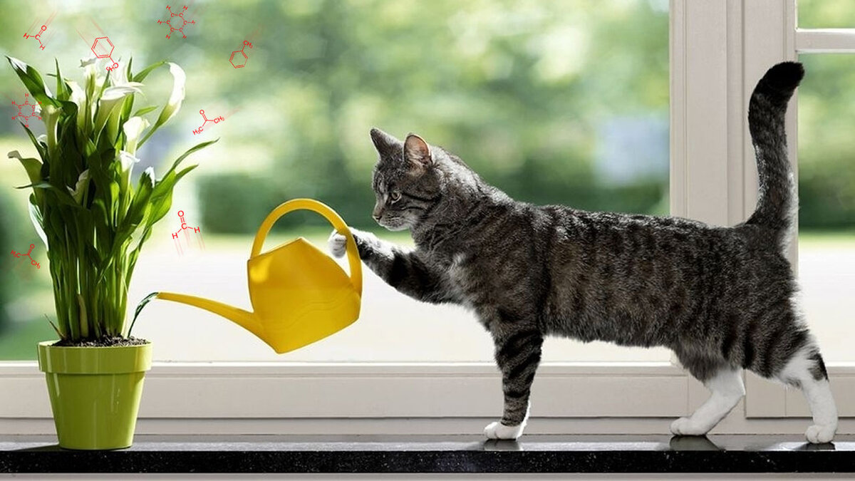 Изображение: kezumi.ru