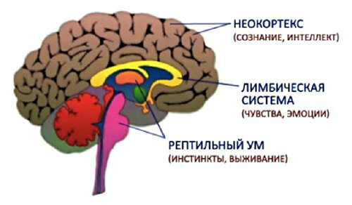 Когда мозг принимает за нас решения | Цех | Дзен