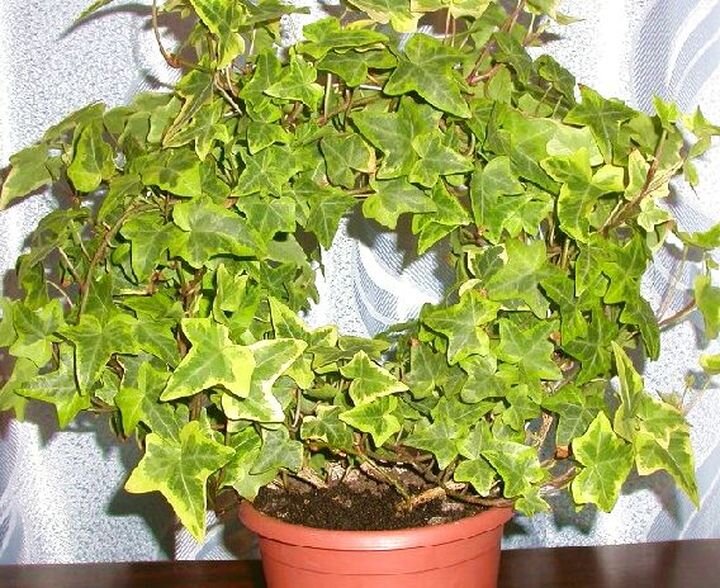 Плющ Хедера (Hedera)