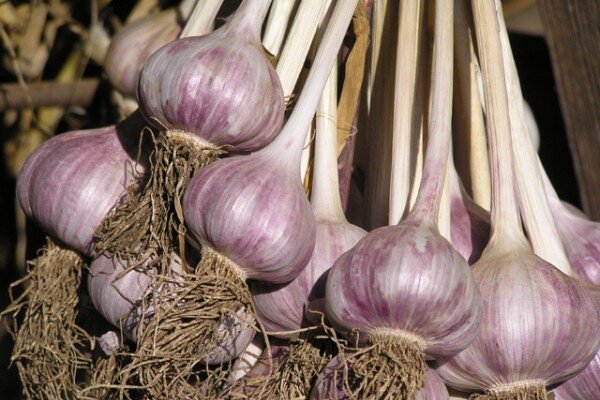 https://testing.weareher.com/wp-content/uploads/2015/04/purple-garlic-e1428783607894.jpg
