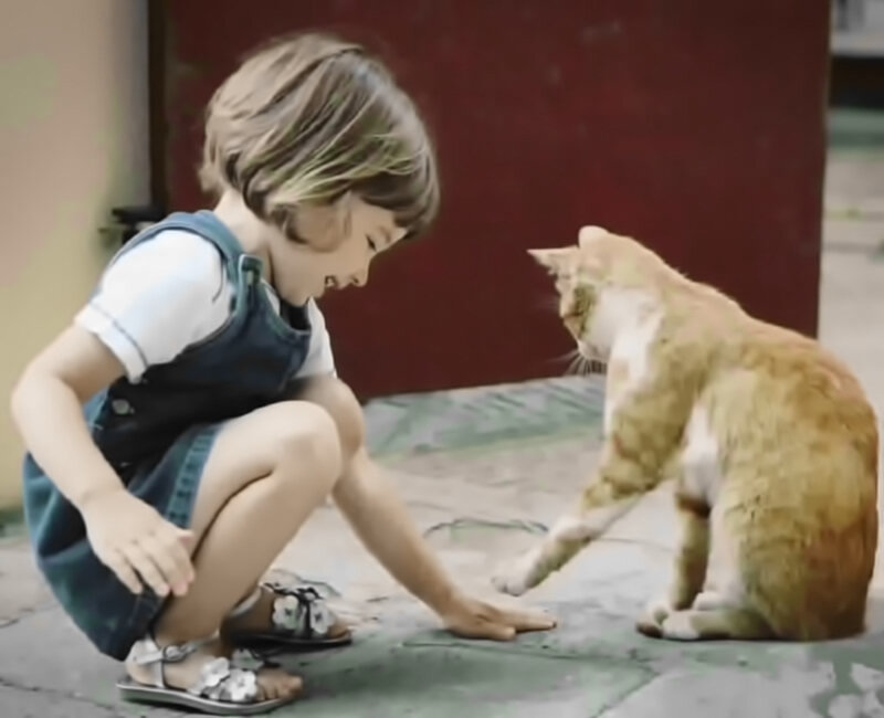 купайте кошку с использованием специальных шампуней против аллергии или просто чистой водой