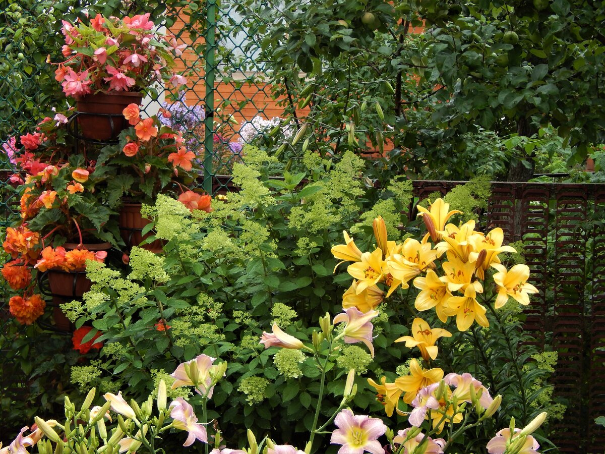 Гортензия метельчатая Лайм Лайт