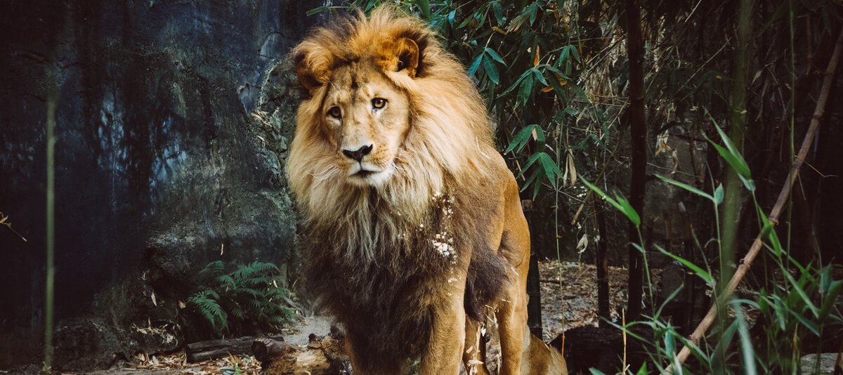 Кто реальный царь зверей: лев или тигр? | Animal Kingdom | Дзен