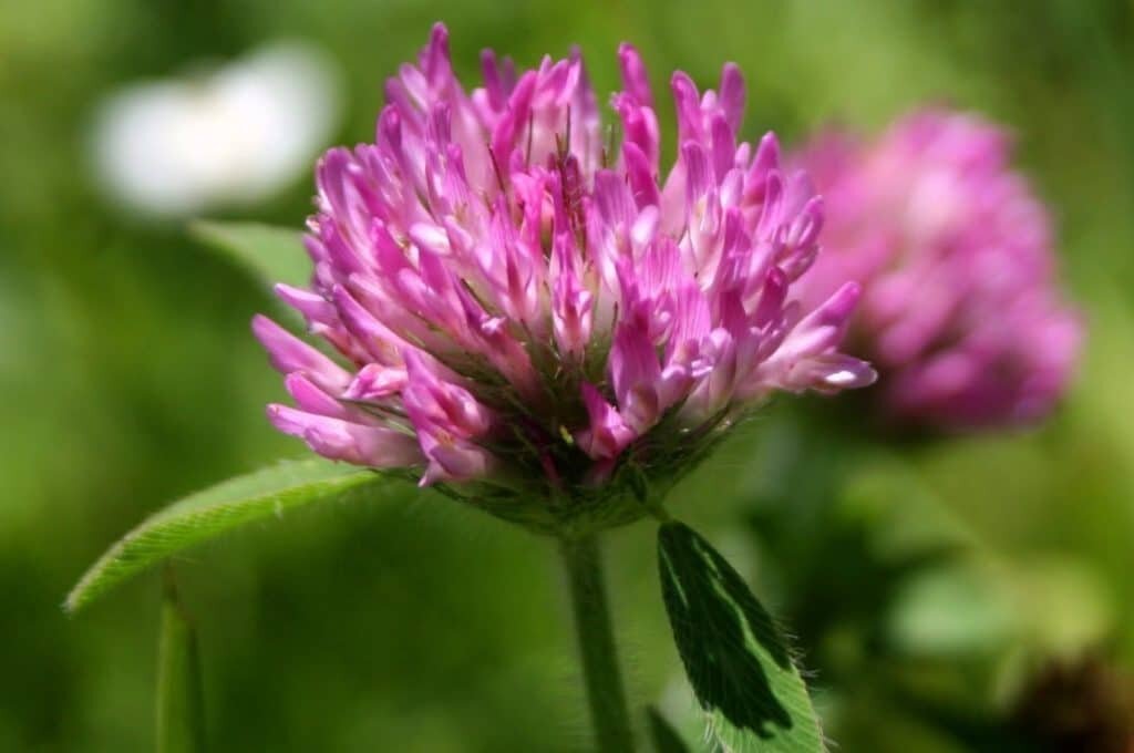 Красный Клевер Trifolium pratense