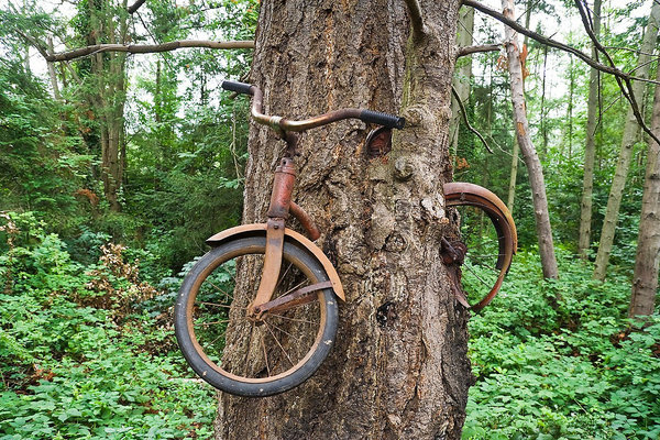 Доброго времени суток, дорогие читатели! В интернете можно наткнуться на уникальное фото велосипеда, который врос в дерево и находится примерно на высоте 2 метра от земли.-2