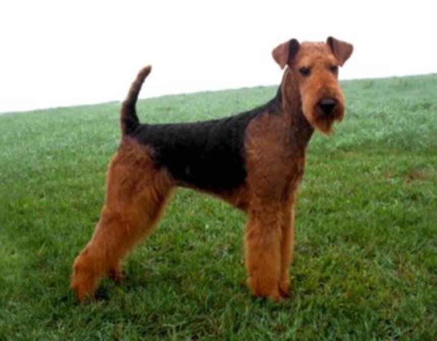 Стройный красавец породы эрдельтерьер