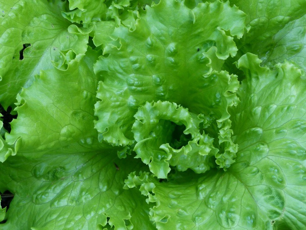 Салат Латук