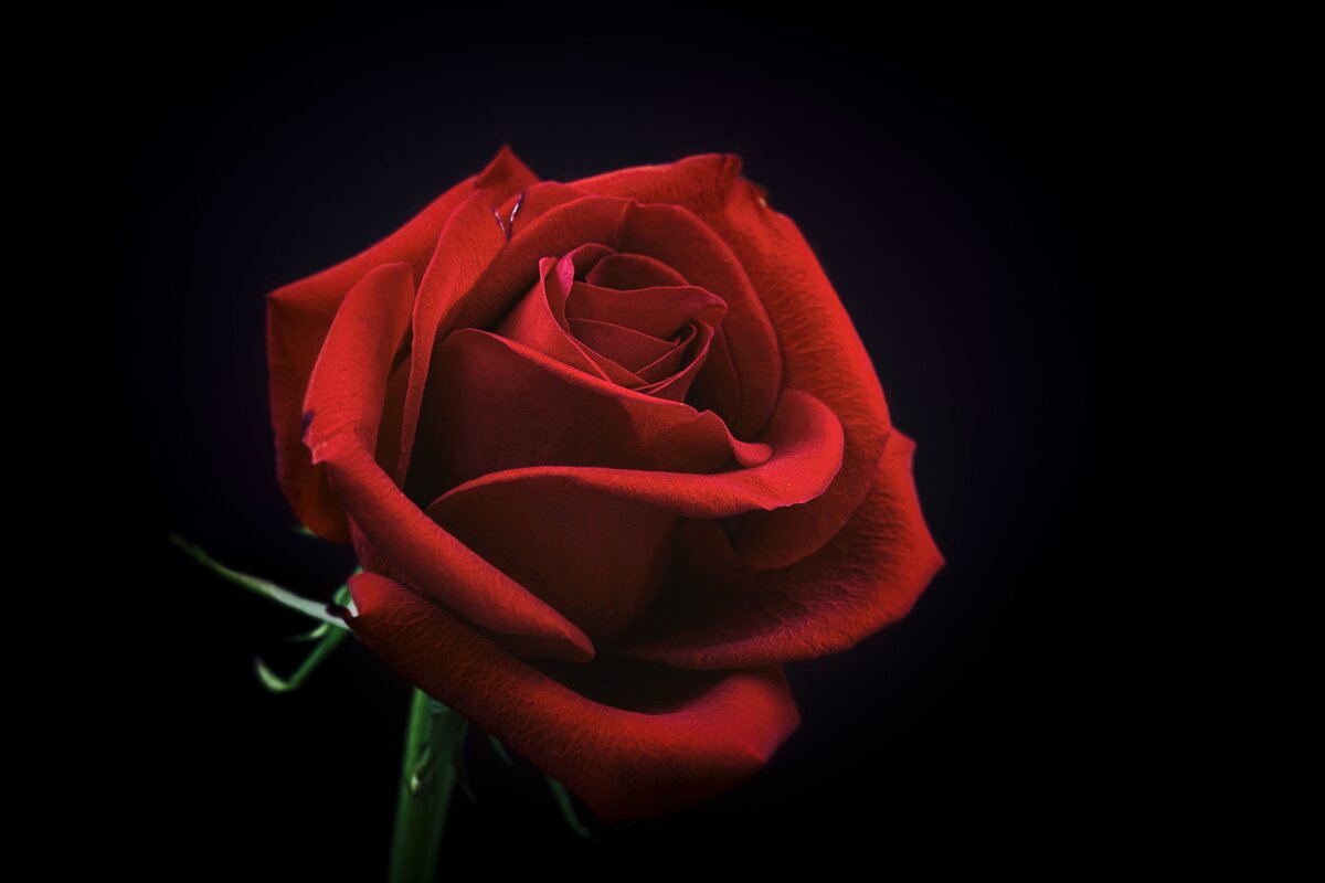 Красные розы — стихи
