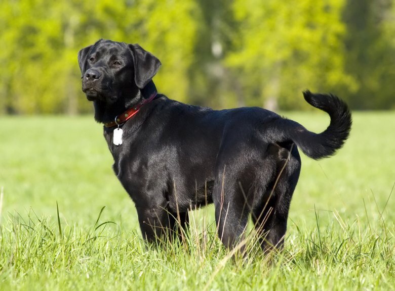 Сколько весит лабрадор: размеры щенка и взрослой собаки | Гавкуша | Дзен