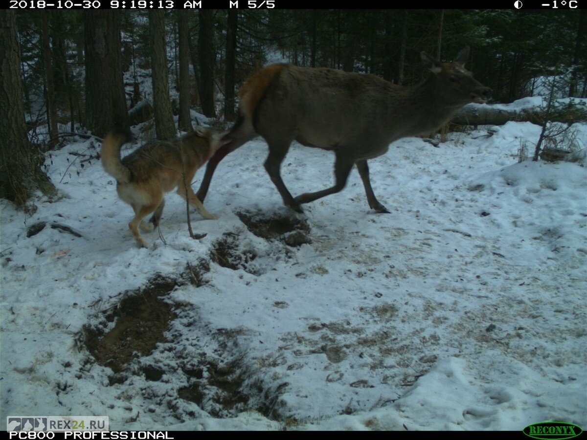 Фото: Заповедник Столбы