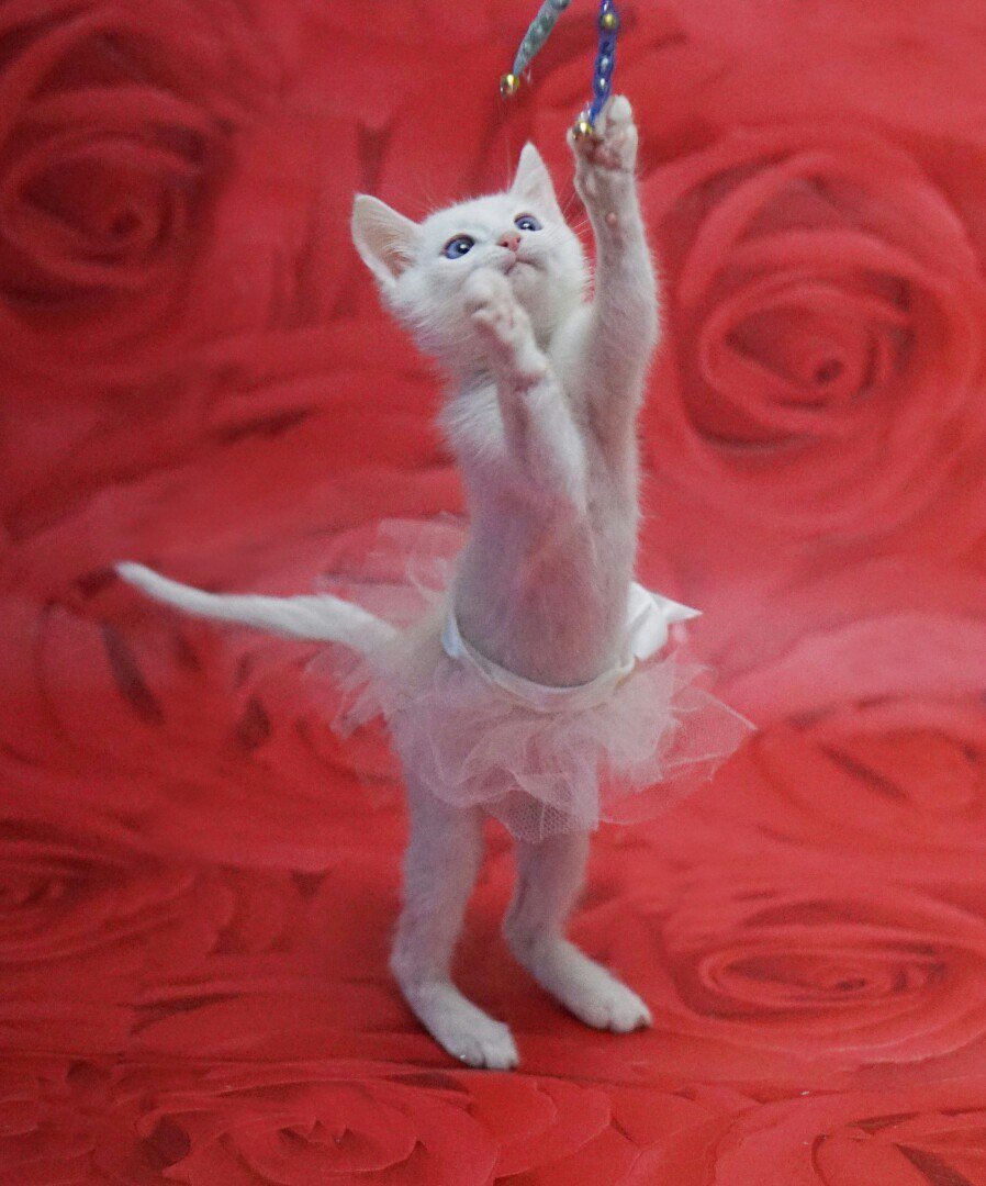 Ballet cat. Кошечка балерина. Кот в балетной пачке. Кот балет. Котик в балетной пачке.