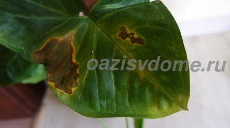 Из-за переувлажнения почвы и переохлаждения корней также могут появляться пятна на листьях сингониума (см. на фото). Пересмотрите уход или уберите цветок подальше от сквозняков.