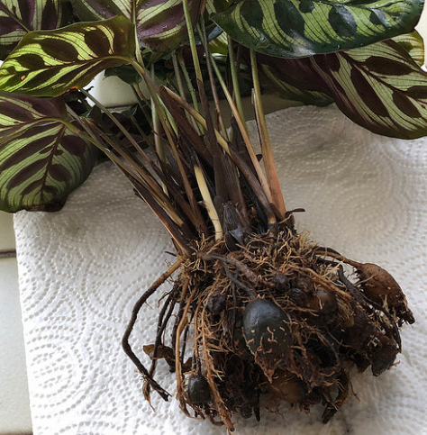 Пересадка калатеи