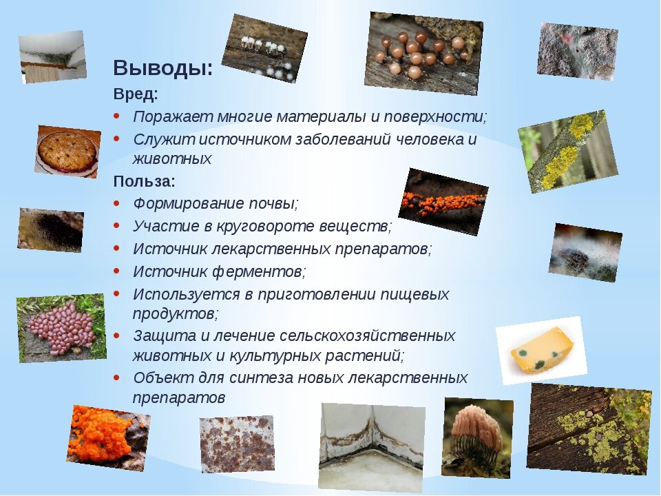 Полезны или вредны плесневые грибы для природы. Вред от плесневых грибов. Полезны или вредны плесневые грибы. Вред и польза плесневых грибов. Полезные и вредные плесневые грибы.