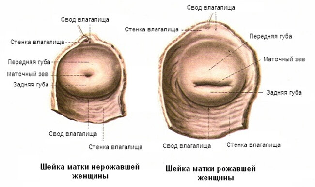 Шейка матки: общие сведения, строение