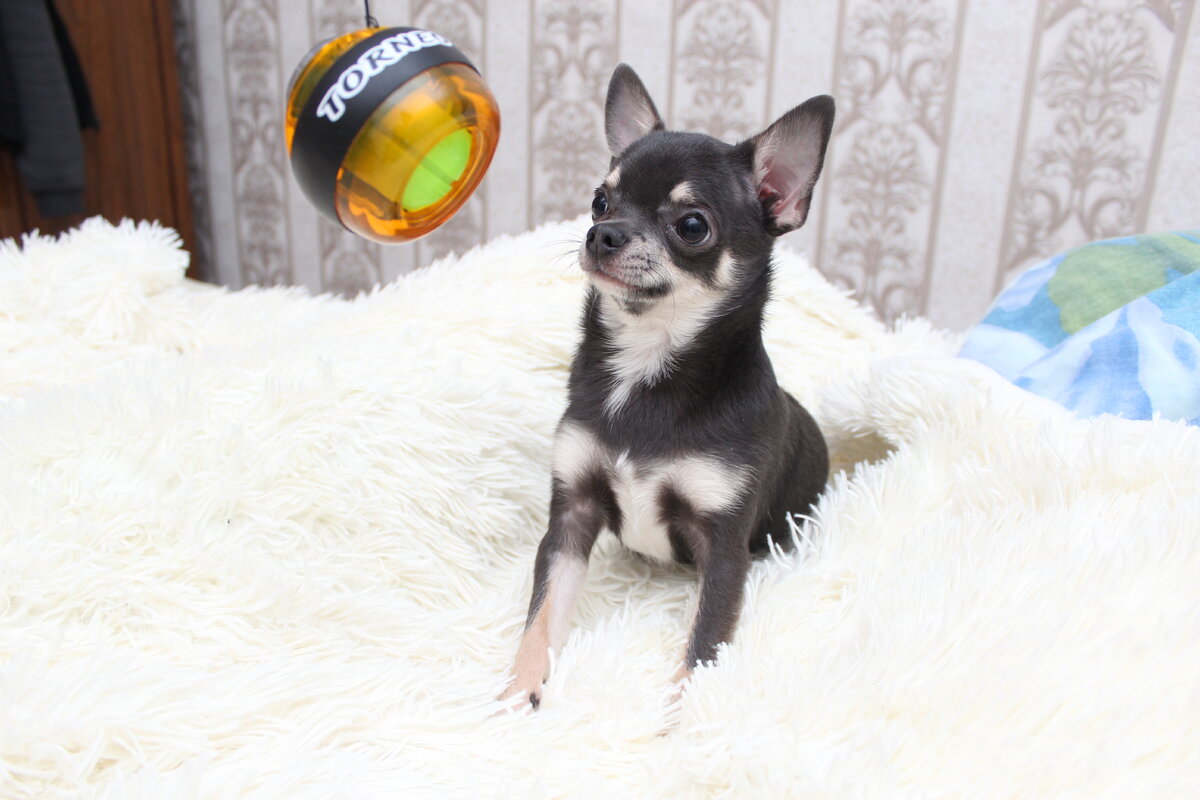 Что сфотографировать Майка, приходиться заинтересовывать его чем то интересным)