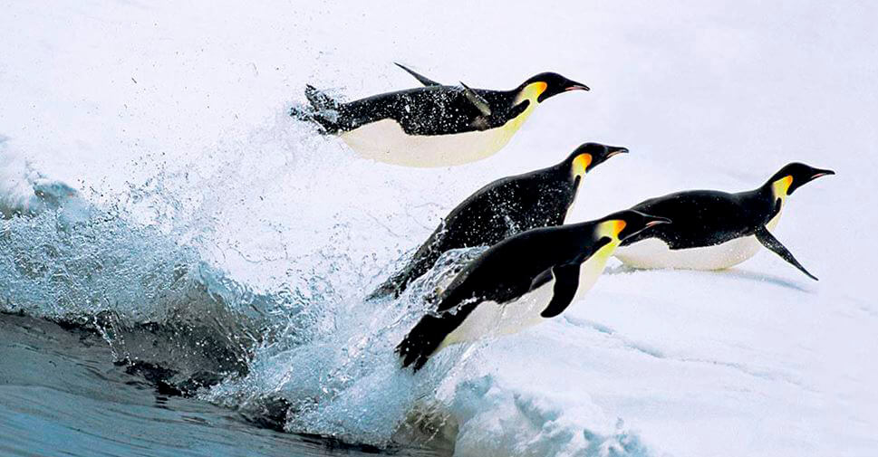 Императорский пингвин чемпион по нырянию среди пингвинов. Императорский Пингвин питание. Императорский Пингвин охотится. Пища пингвинов. Пингвины охотятся в воде.