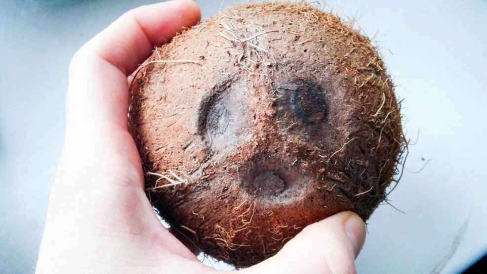 Вот она, "морда" кокоса!