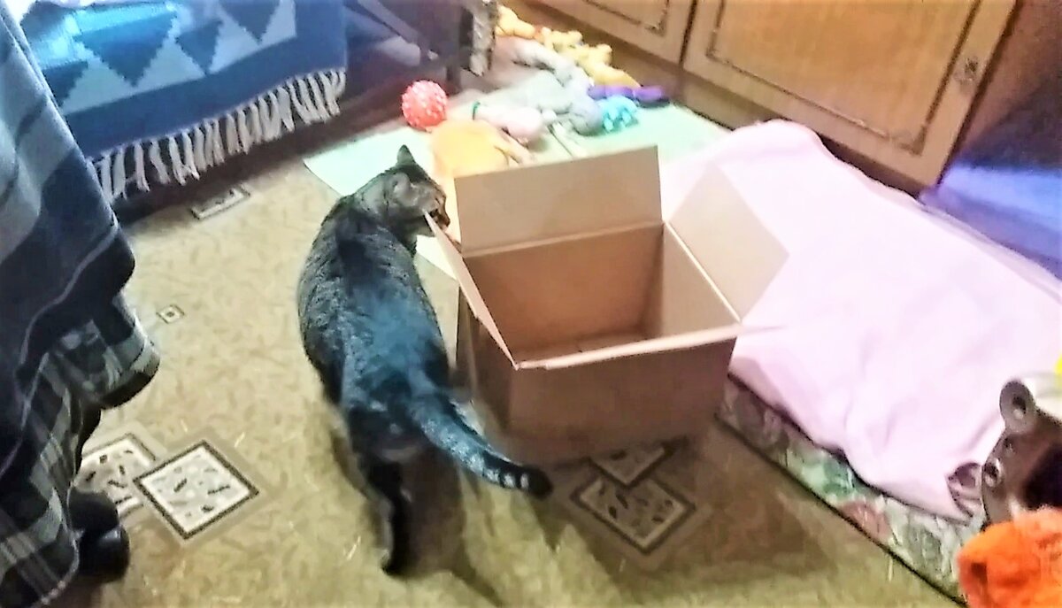 Как найти кошку в квартире. Как найти кошку в квартире. Картины с множеством деталей. Страшные вещи спрятанные в картинках. Как найти кошку в квартире.