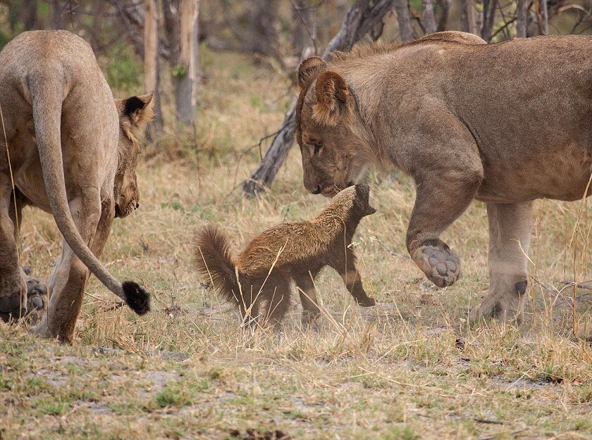 Медоед защищается от львиц