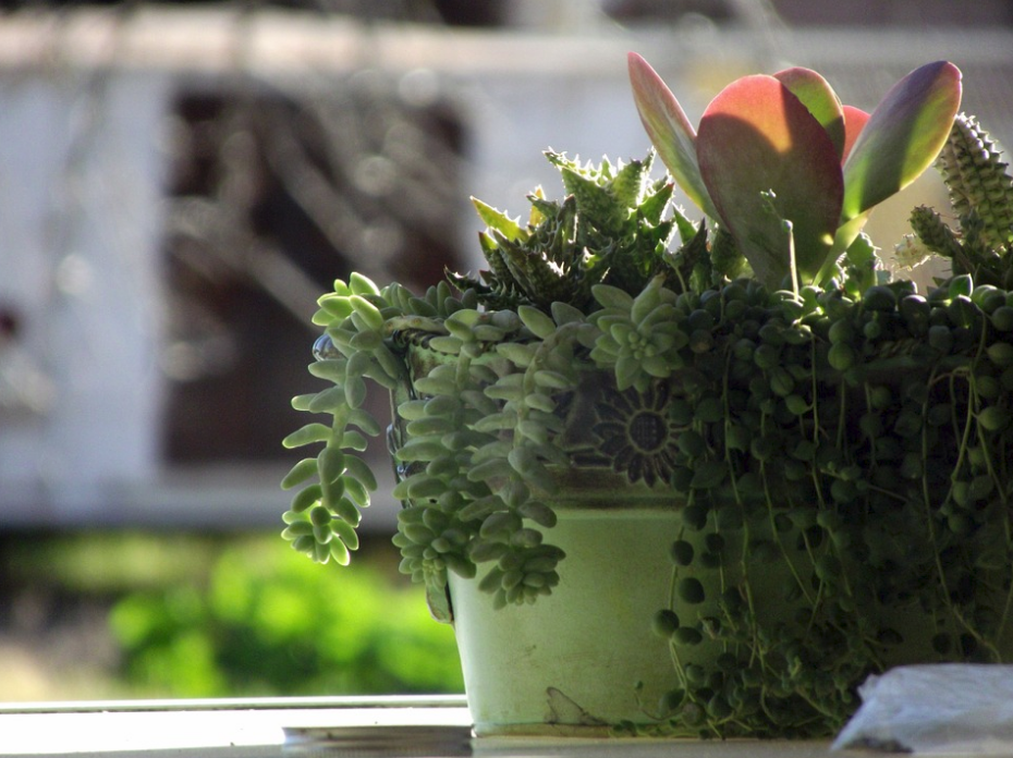 Какие растения с целебными свойствами можно вырастить на подоконнике (фото pixabay.com)