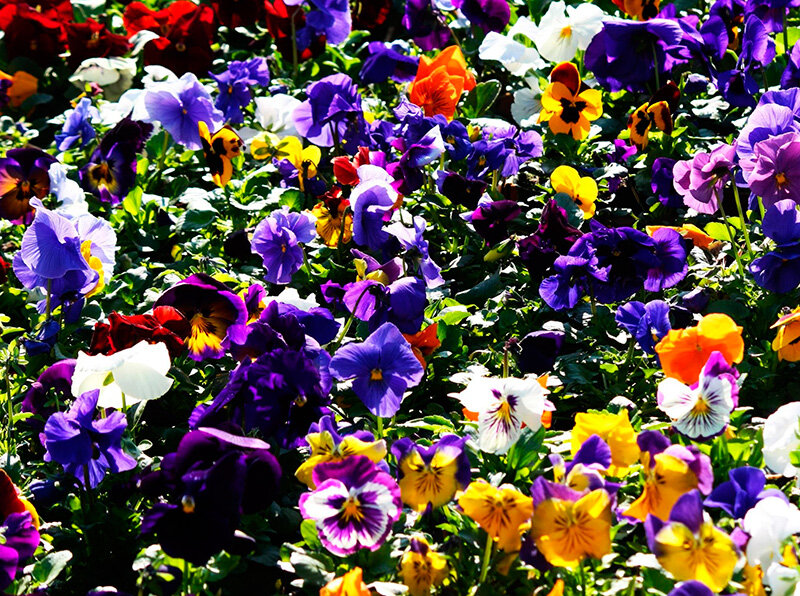 антирринум карликовый флораль. львиный зев и виола. львиный зев ампельный. петуния вирсавия. петуния львиный зев.