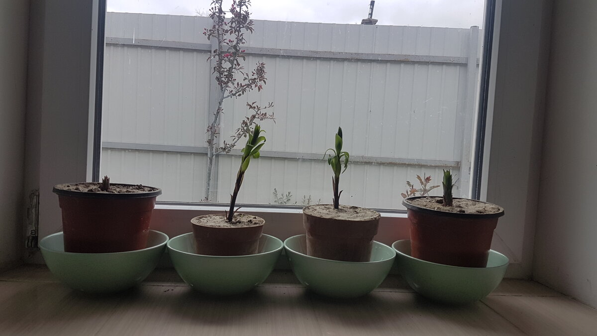 Состояние моих лилий на сегодняшний день.  Все четыре живы и здоровы. Слегка вытянулись от недостатка света, но это легко поправимо. Фото Е.Миговой.