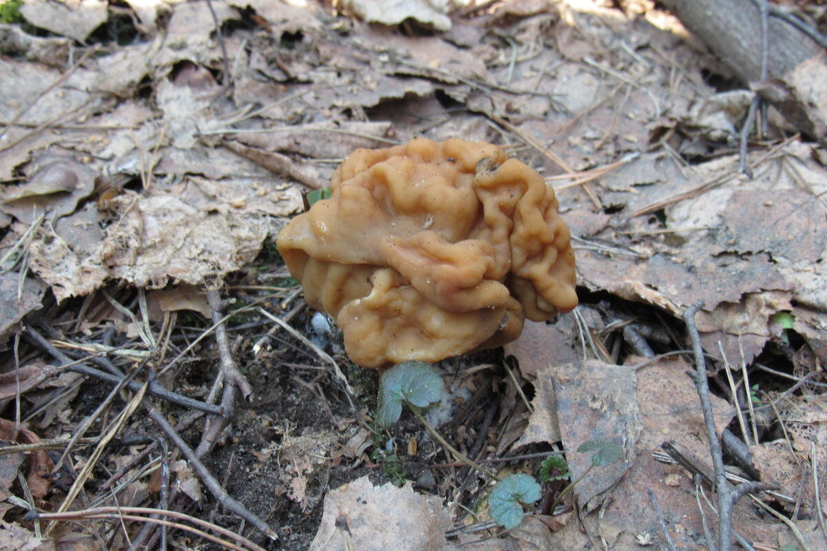 Мой первый строчок-2019 (фото И.Лебединского)