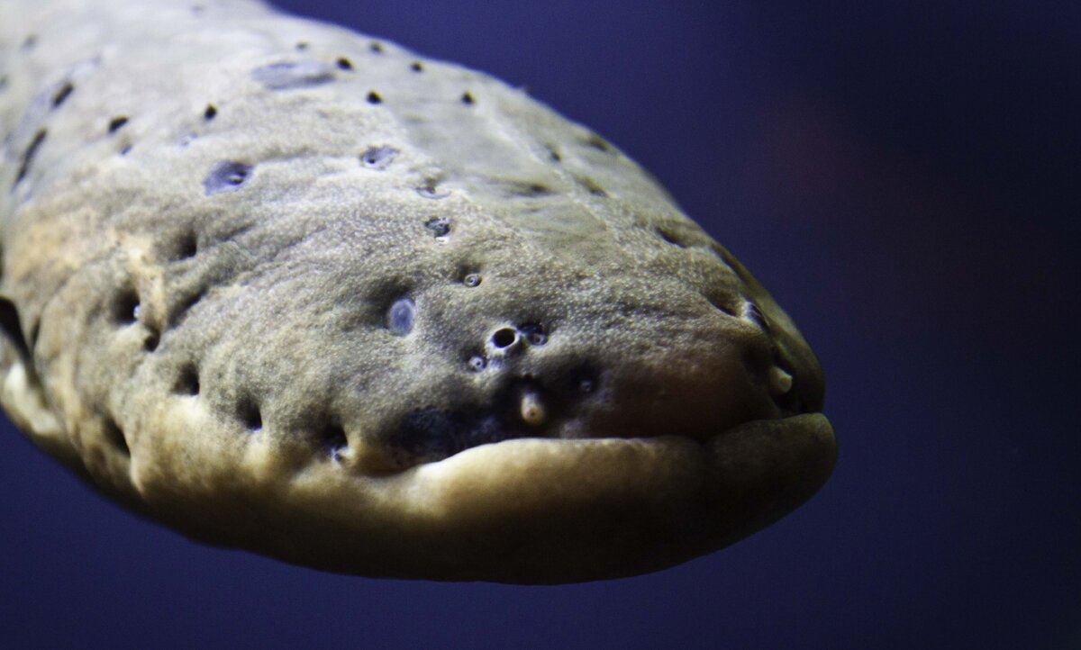 фото popsci.com