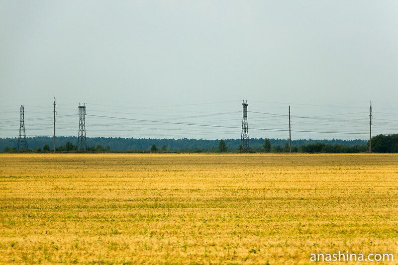 Золотое поле