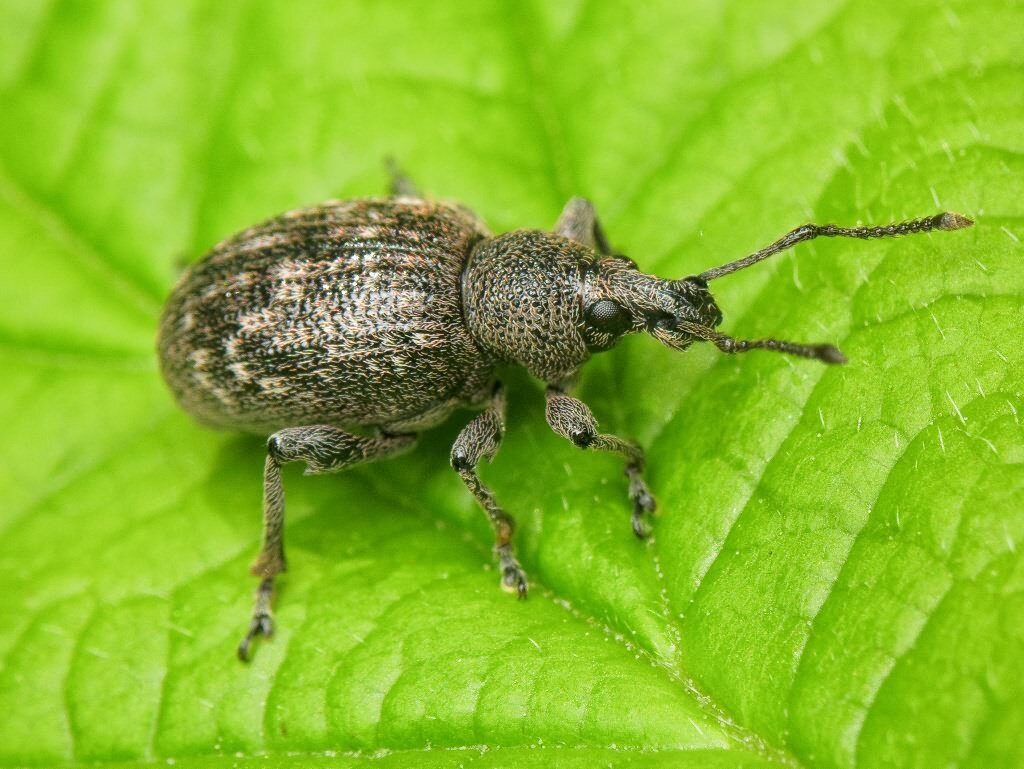 Жук нет. Жук долгоносик вредитель. Личинки жука долгоносика. Otiorhynchus tristis. Жук скрытнохоботник.