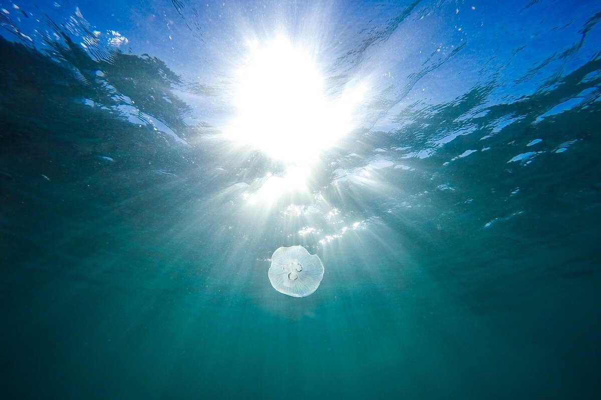Медуза, море, фото https://pixabay.com/ru/