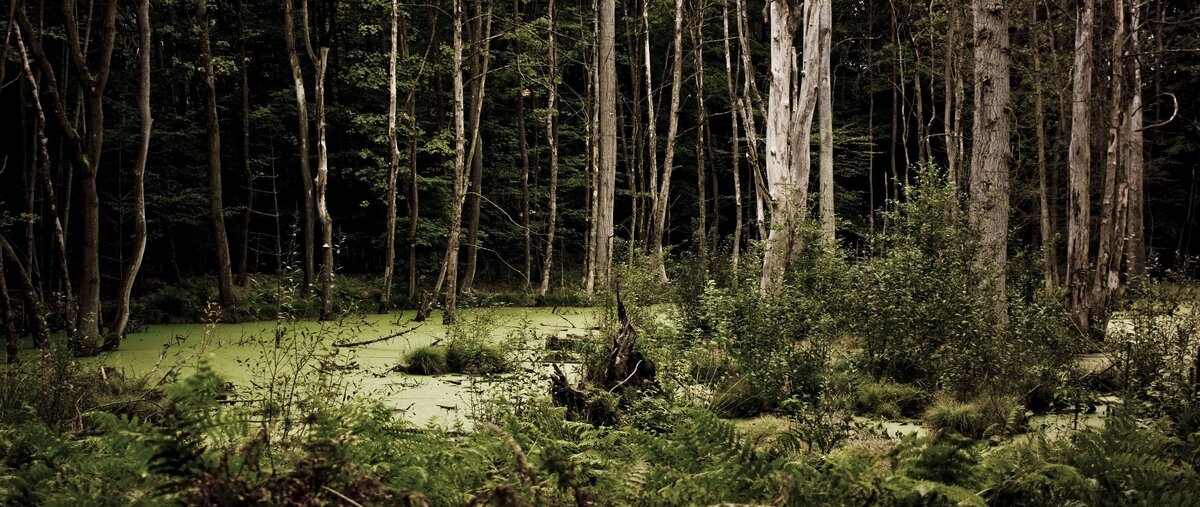 Фото из сети Интернет