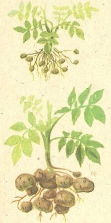 Сравнение клубней дикого и культурного картофеля.