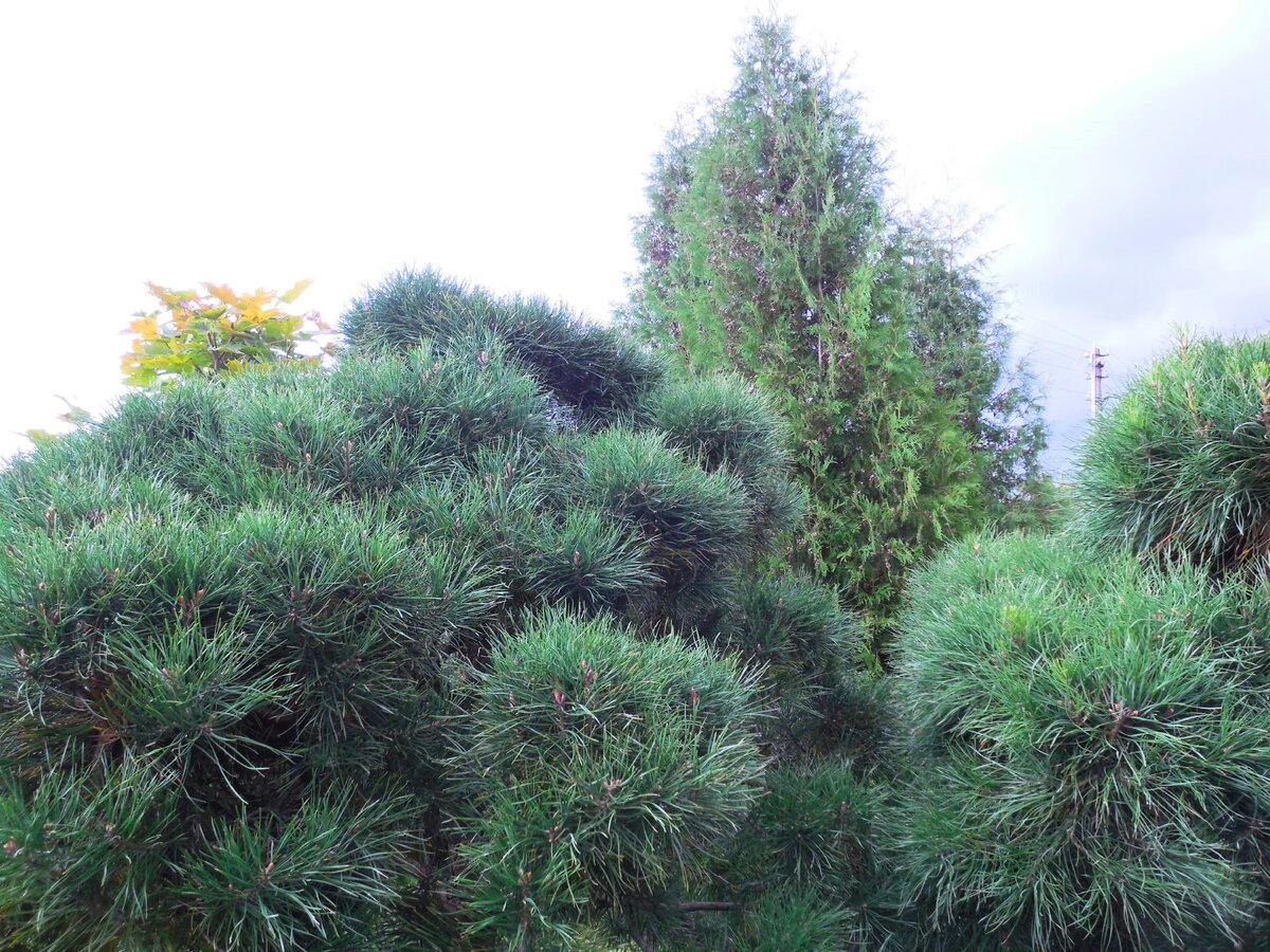 Я формирую хвойные "подушки" на своих соснах округлыми