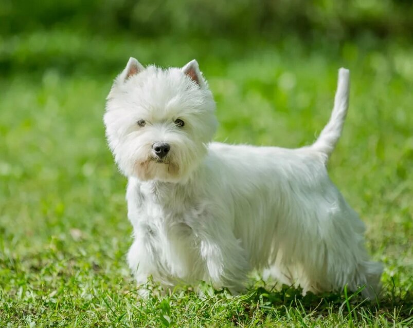 Источник фото: dogipediya.ru