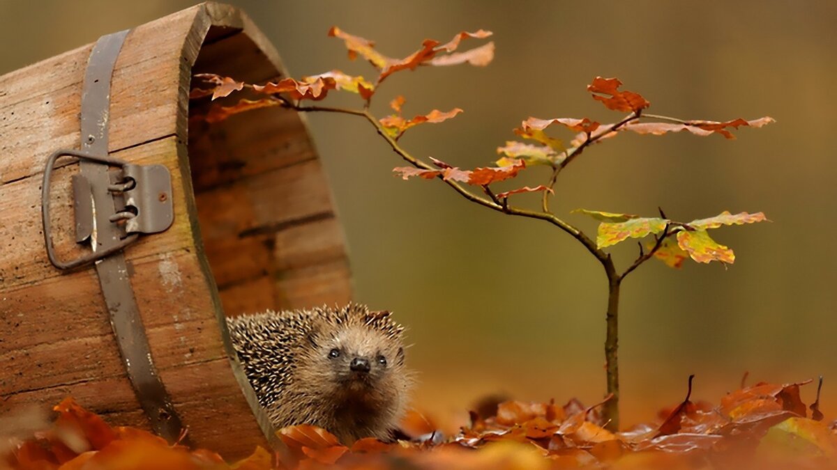 Всем привет , я в гости!