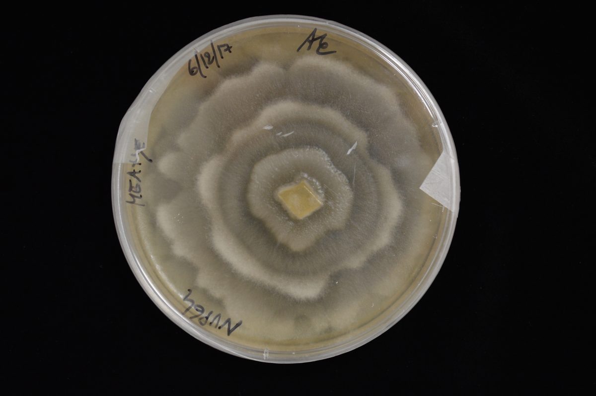 Mortierella eilongata