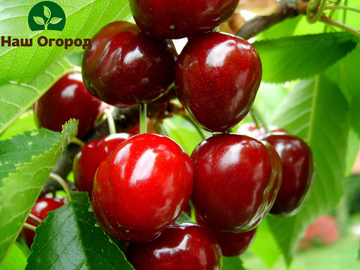 Найти причину отсутствия плодов на вишне необходимо.