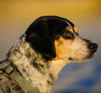 Желтуха у собак: что делать если пожелтели глаза, кожа, язык | лечение