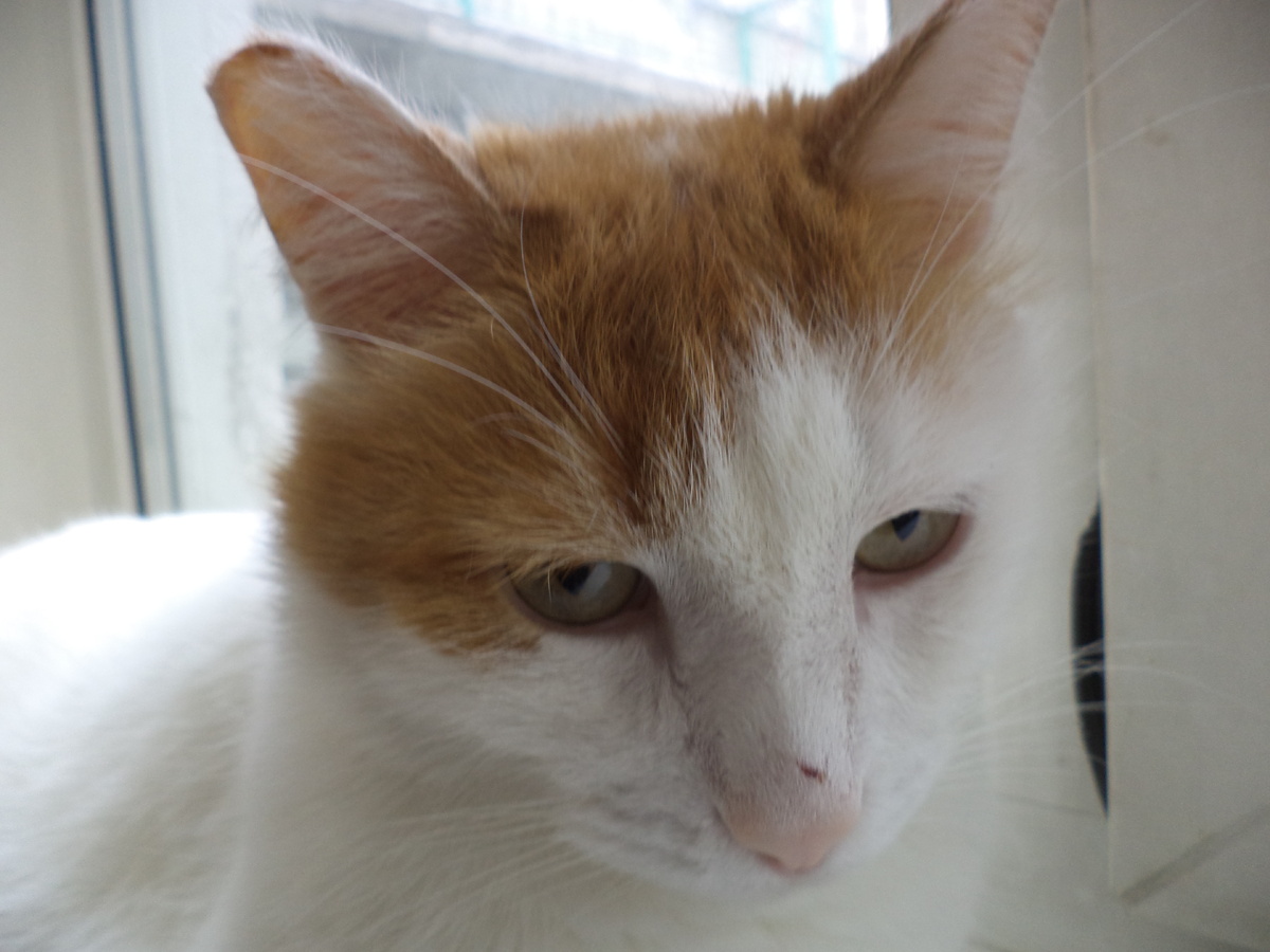 Алик: "Нужен антипраздничный закон!"