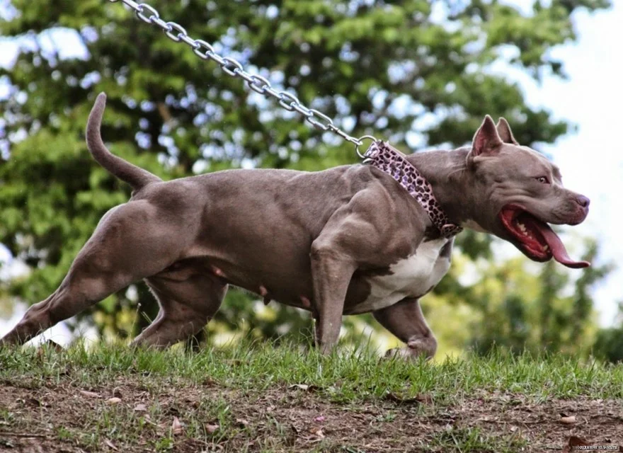 Питбуль или Алабай? Кто кого одолеет? | Всё о собаках и кошках | Дзен