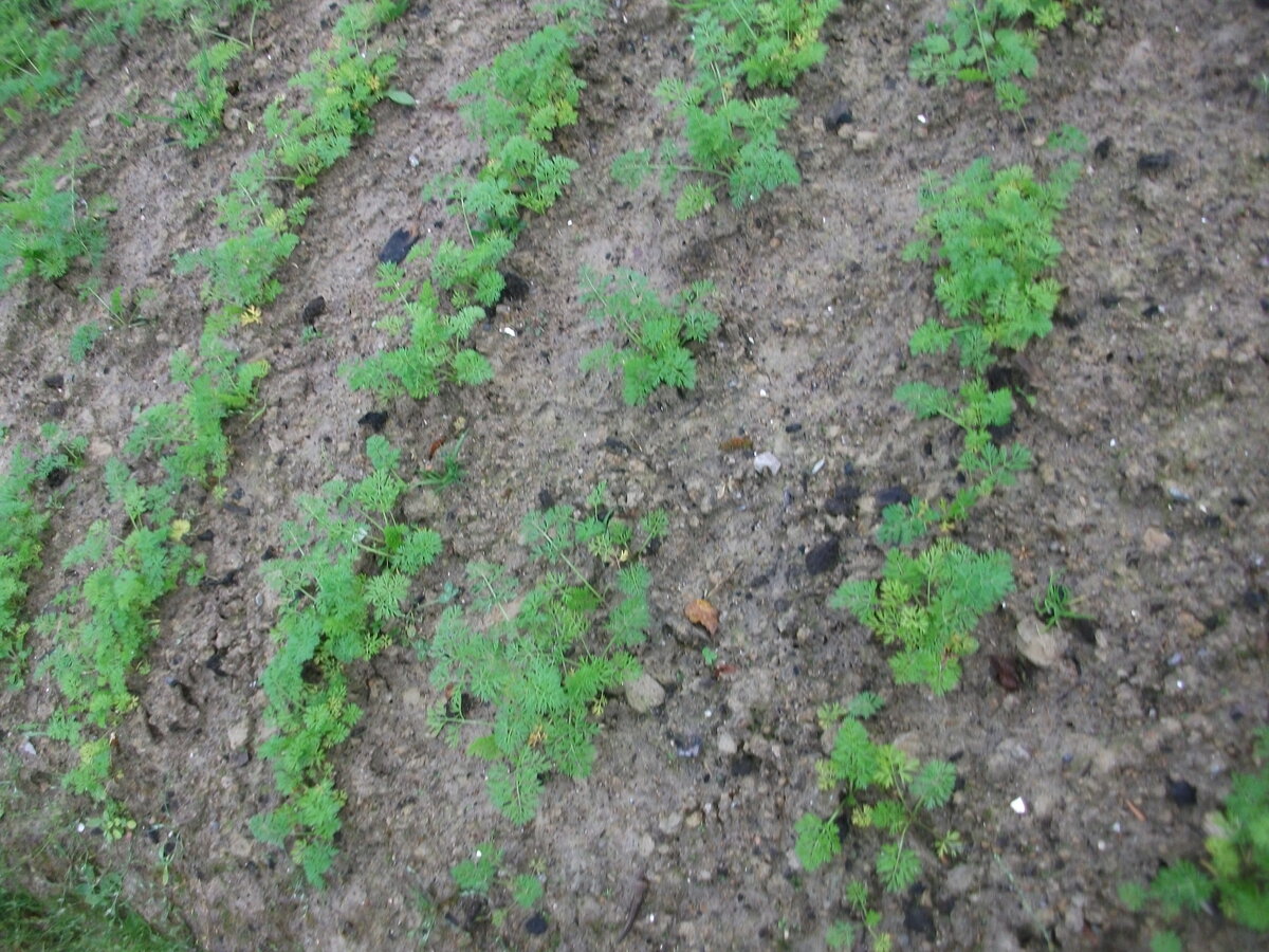 Конец сентября. Морковь.