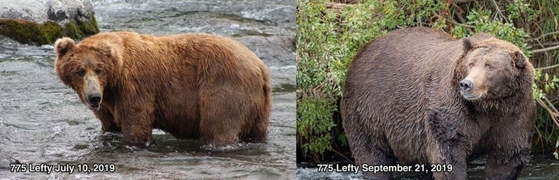 Мишка в начале июля и в конце сентября