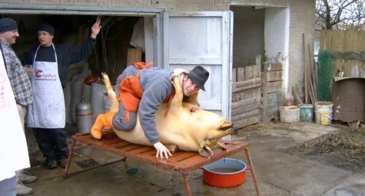 Свинье тоже досталось