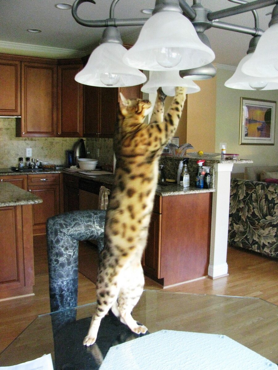 Взято с сайта korova.ru