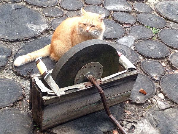 день 42. Кот начинает что то подозревать