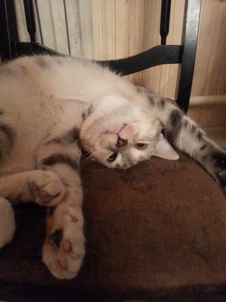 Это Муся, любительница поваляться на стульях и креслах.