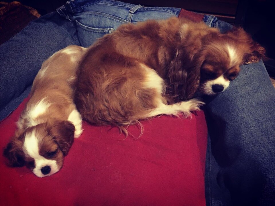 Кавалер Кинг Чарльз Спаниель окраса бленхейм